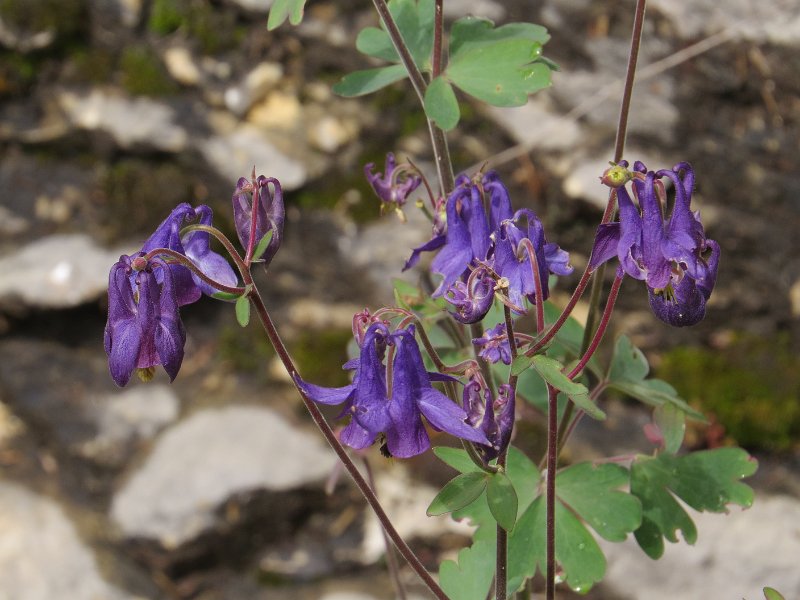 (10) Columbine.JPG